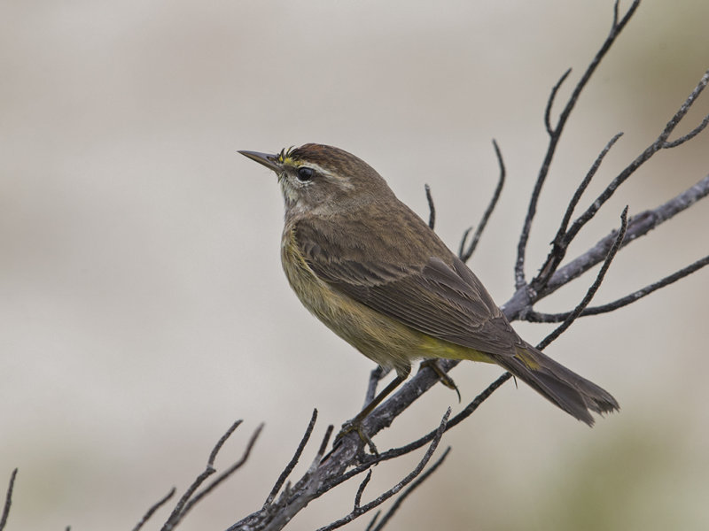Palm Warbler.    Cuba