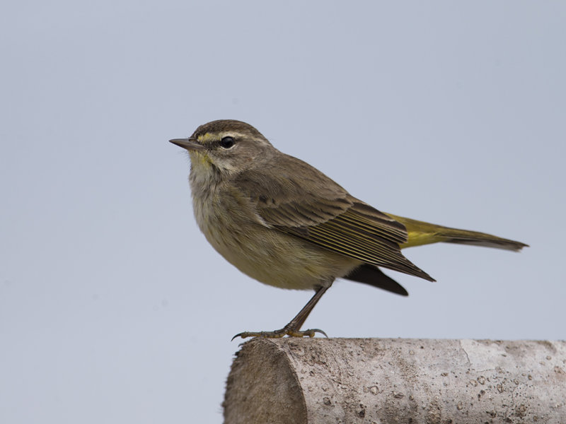 Palm Warbler.    Cuba