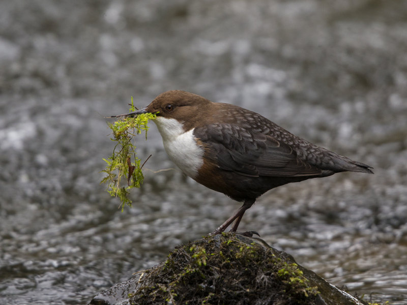 Dipper    Wales