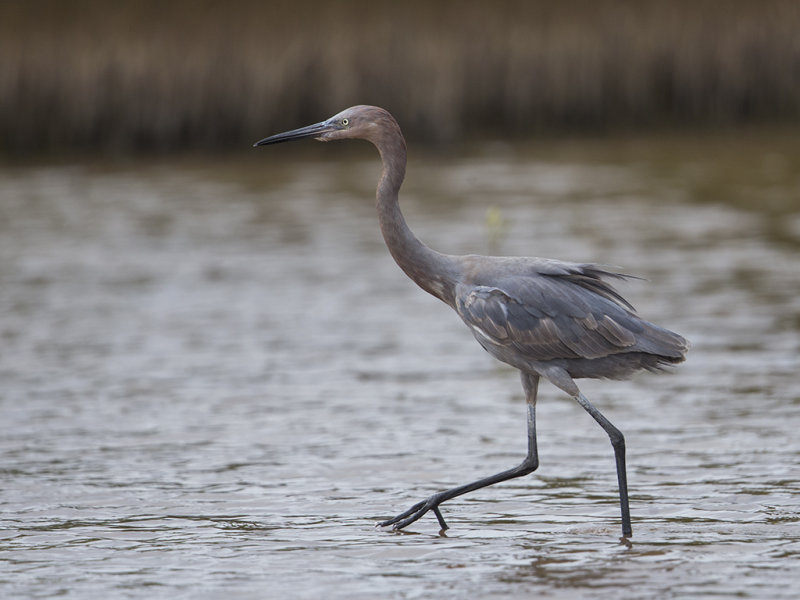 Reddish Egret   juvenile