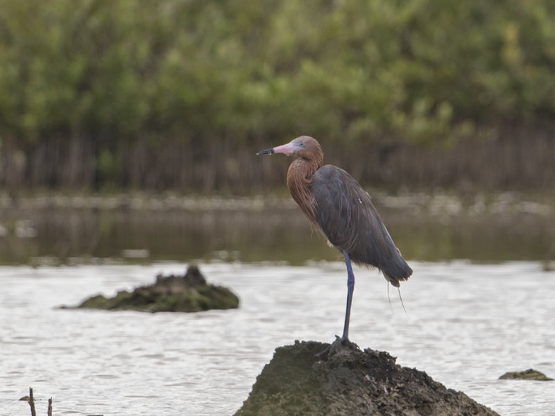Reddish Egret