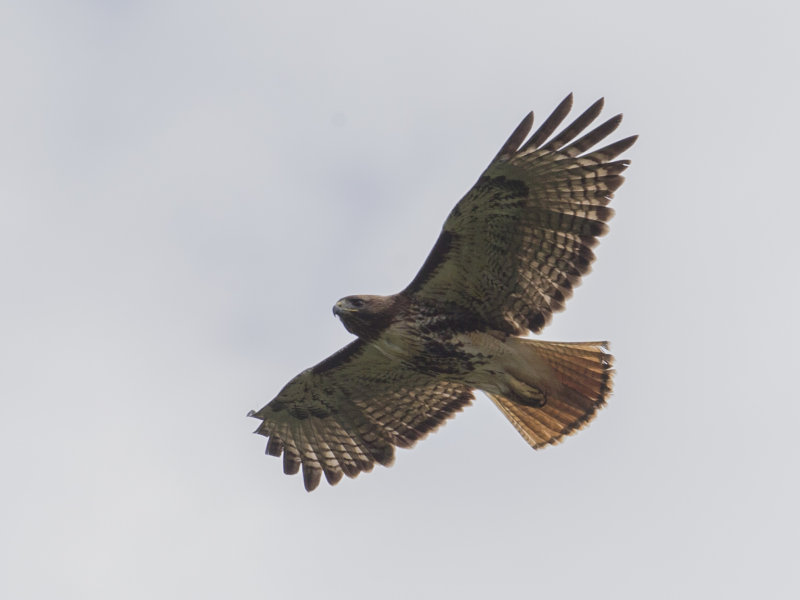 Red-tailed Hawk