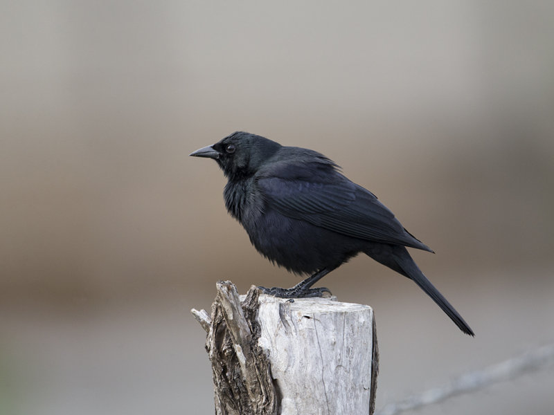 Shiny Cowbird