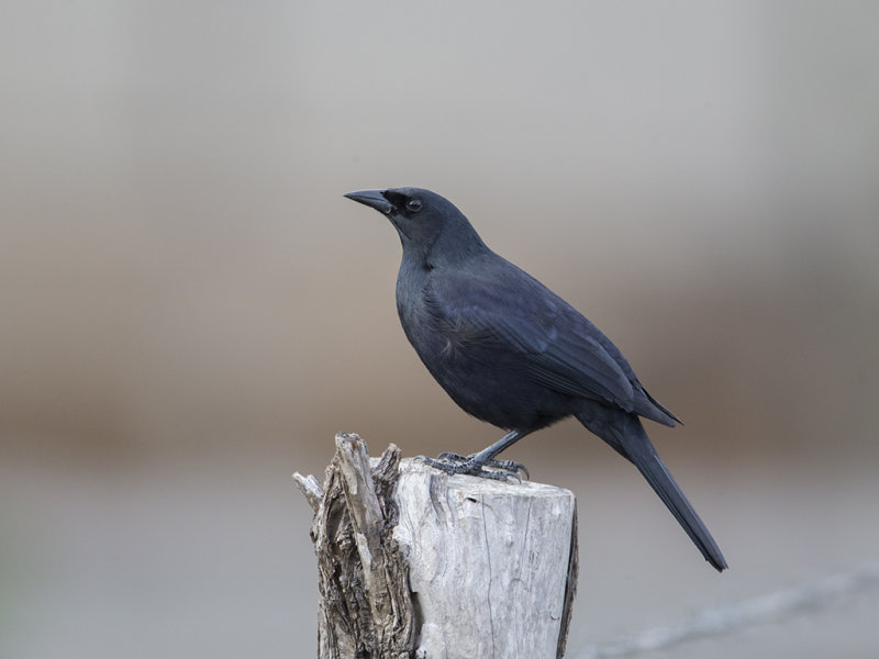 Shiny Cowbird