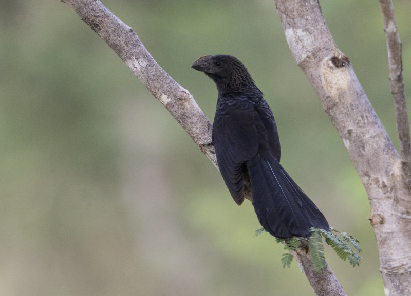 Smooth-billed Ani.    Cuba