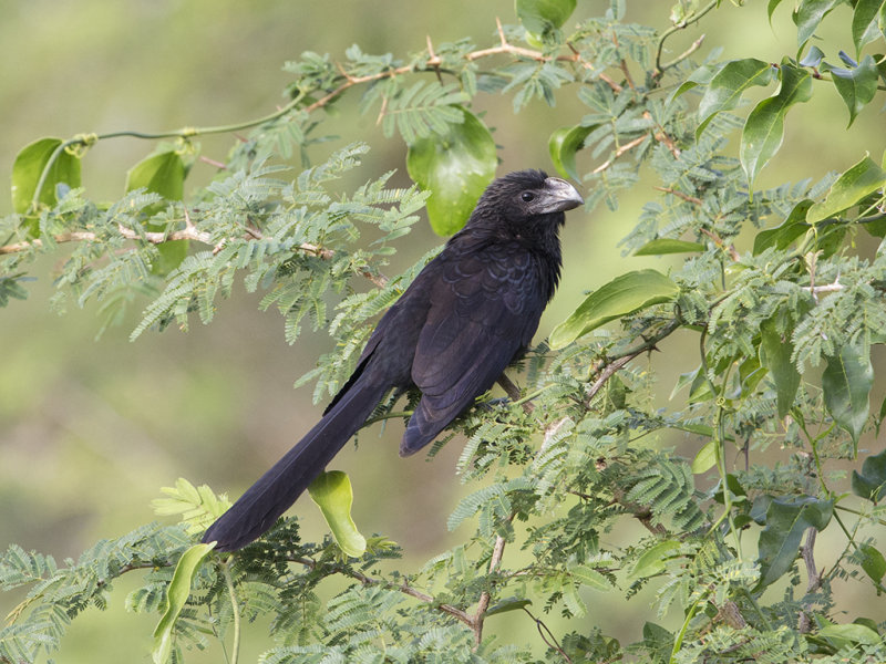 Smooth-billed Ani.    Cuba