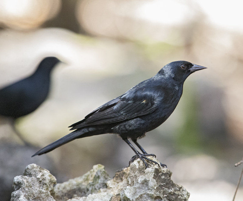Tawny-Shoulders Blackbird   endemic to Cuba