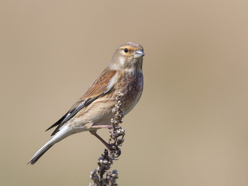 Linnet    Wirral
