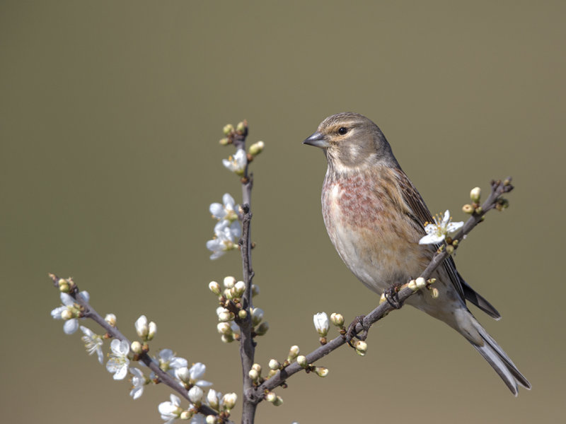 Linnet    Wirral