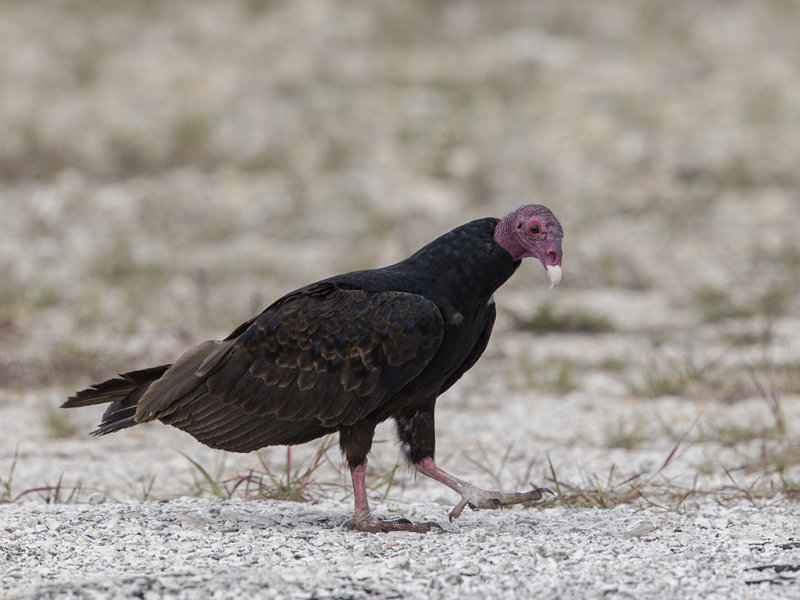 Turkey Vulture.    Cuba