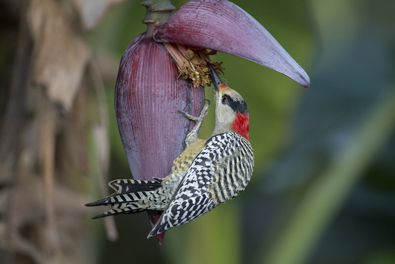 West Indian Woodpecker.    Cuba