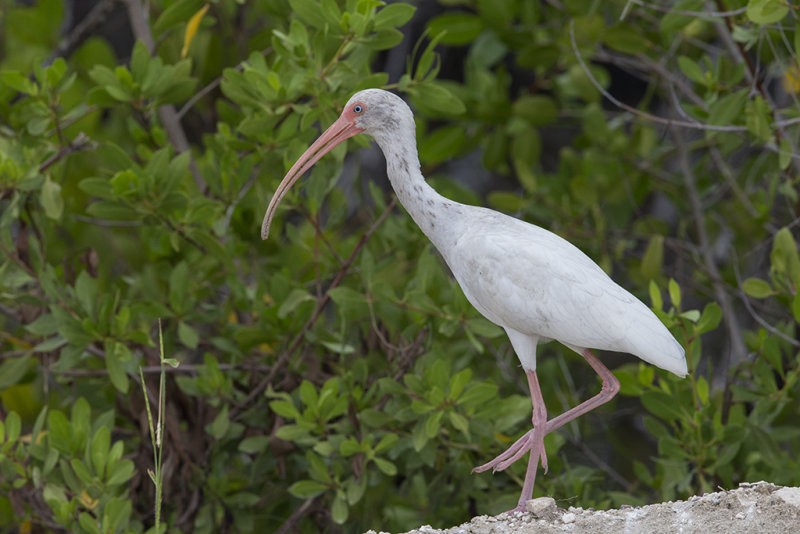 White Ibis