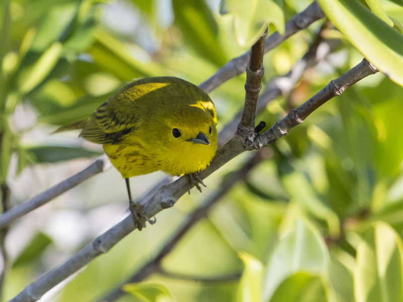 Yellow Warbler