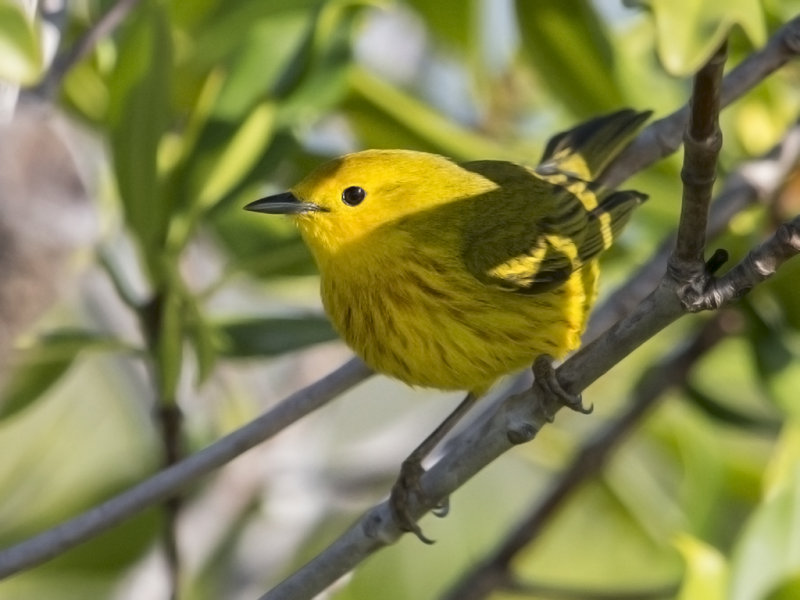 Yellow Warbler   male