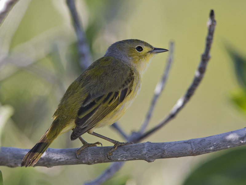 Yellow Warbler    female