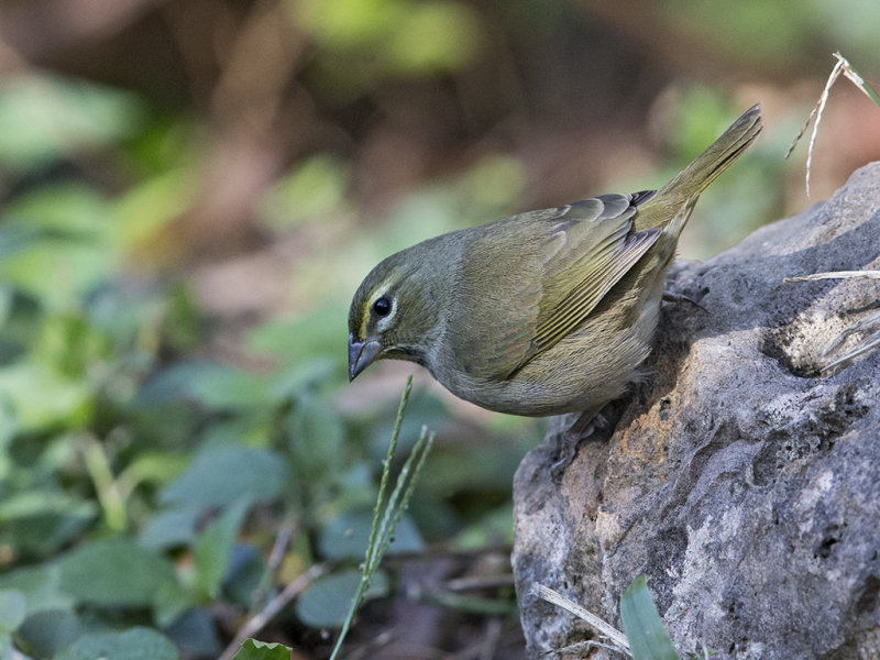 Yellow-faced Grassquit.    Cuba