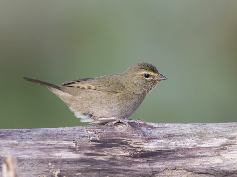 Yellow-faced Grassquit.    Cuba