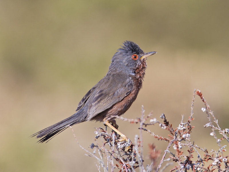 Dartford Warbler 