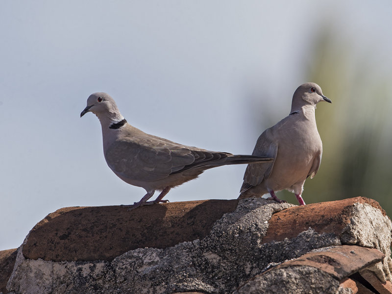 Dove,Collared 