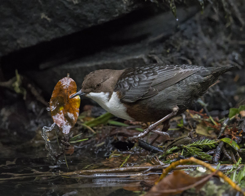 Dipper    Wales