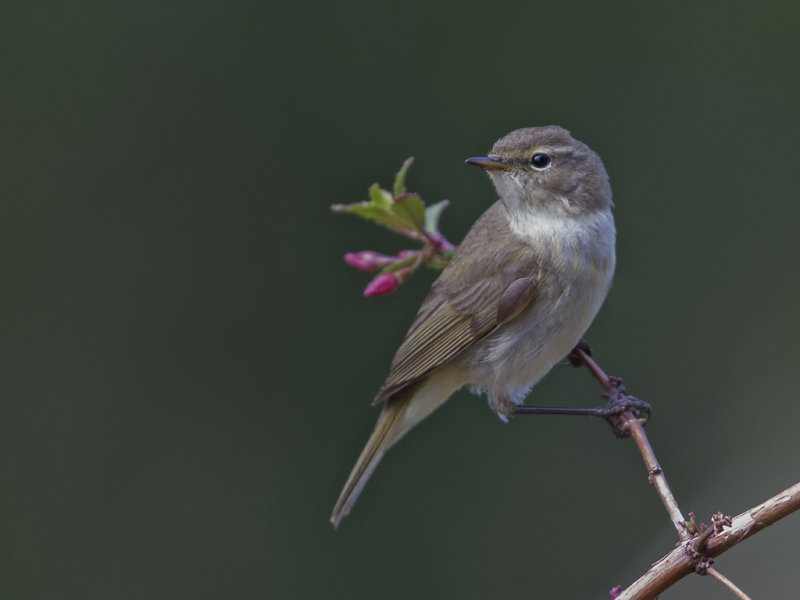 Chiff Chaff     Llandudno