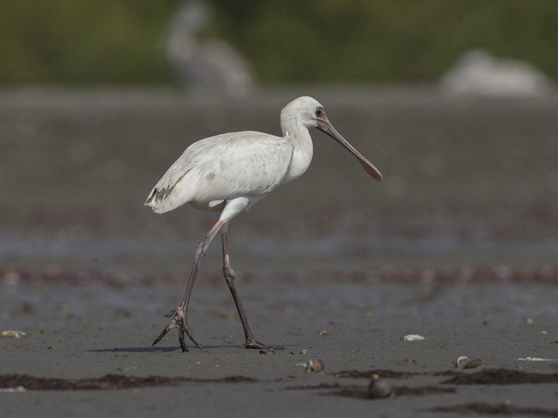 African Spoonbill  Gambia