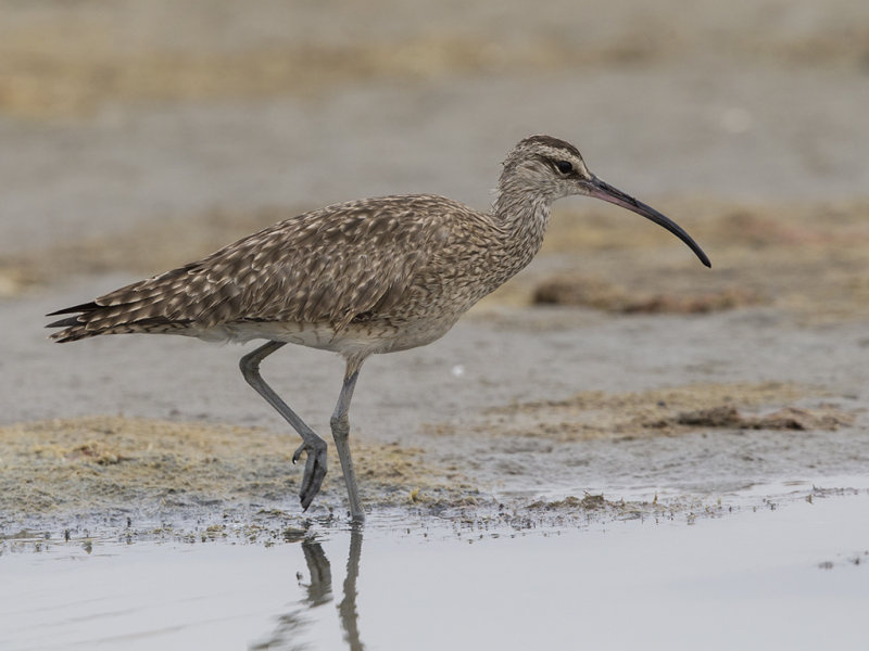 Hudsonian Whimbrel    Gambia