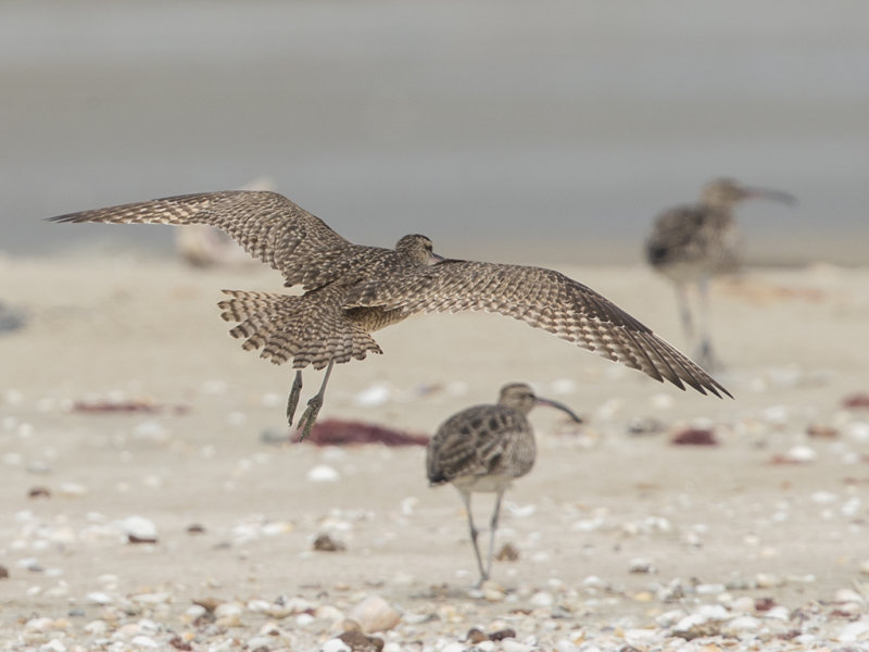 Hudsonian Whimbrel    Gambia