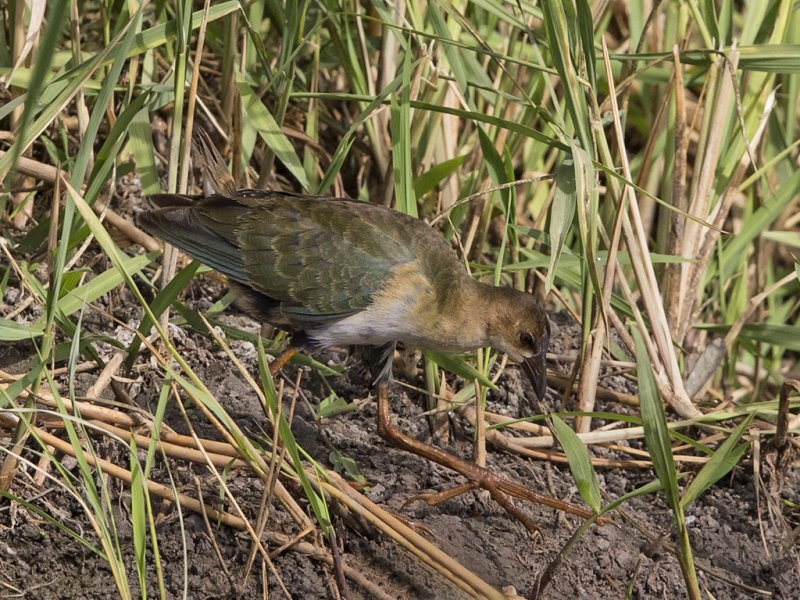 Gallinule,Allen's 