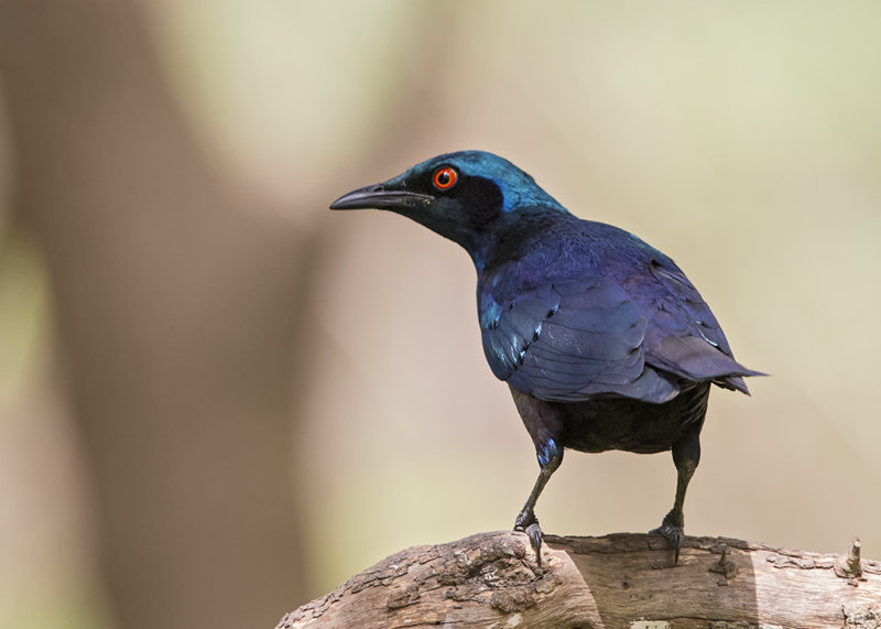 Bronze-tailed Glossy Starling    Gambia