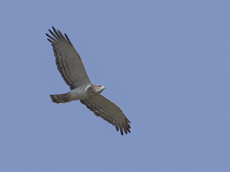 Beaudouin's Snake Eagle    Gambia