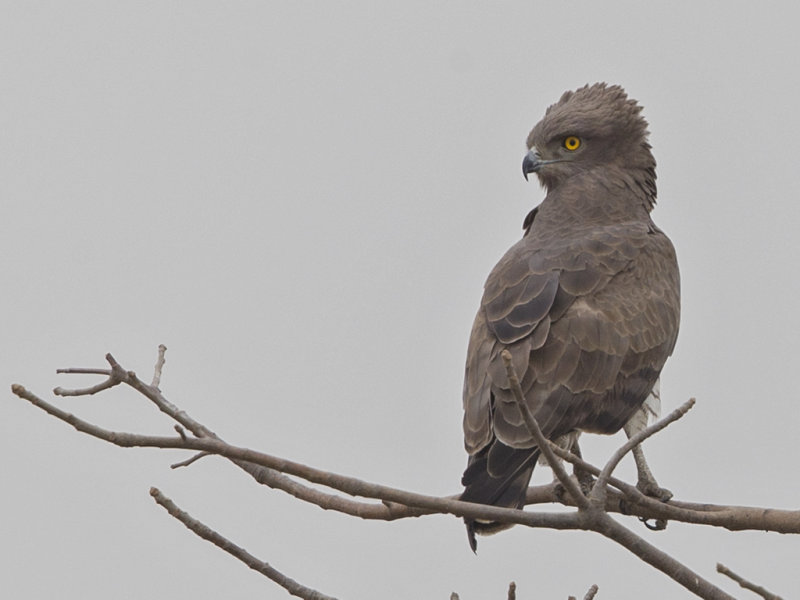 Beaudouin's Snake Eagle    Gambia