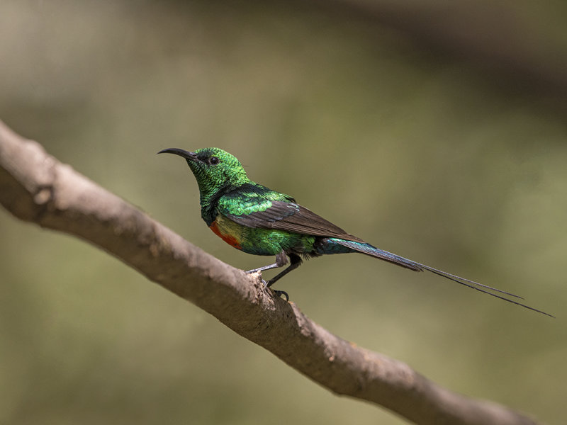 Beautiful Sunbird  Gambia