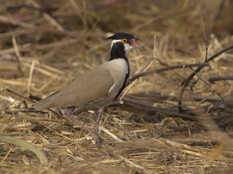 Black-headed Lapwing    Gambia