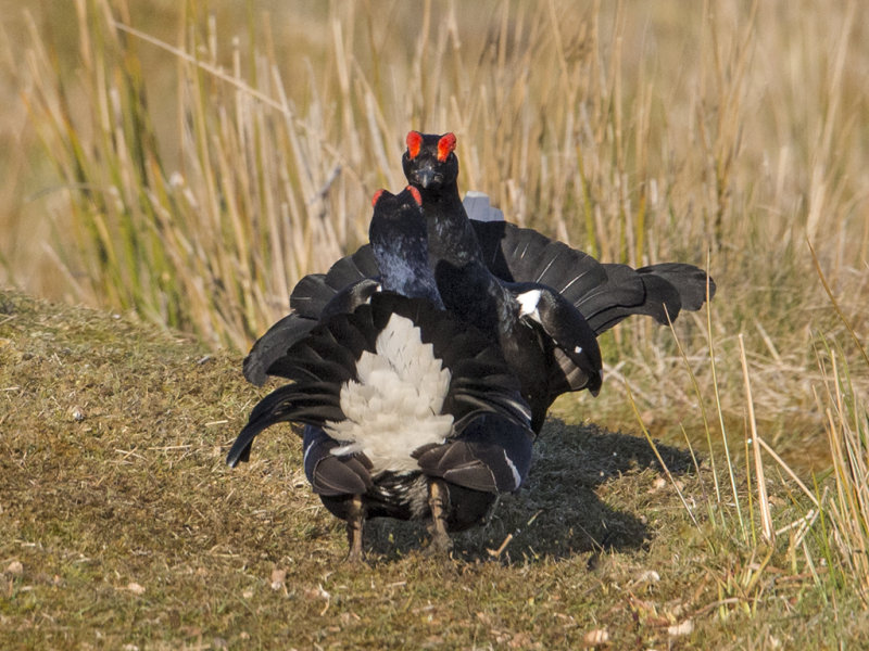 Black Grouse        Wales