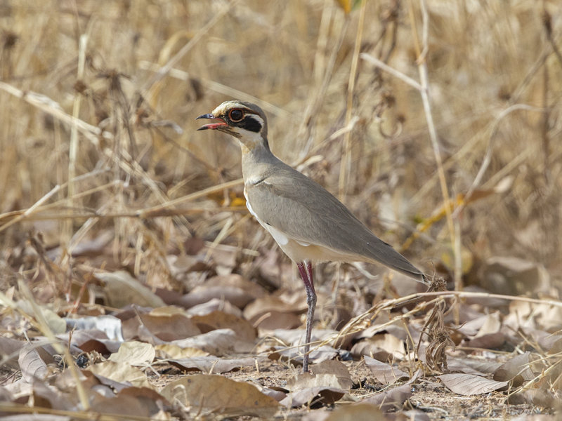 Bronze-winged Courser  Gambia