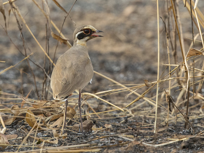 Courser,Bronze-winged 