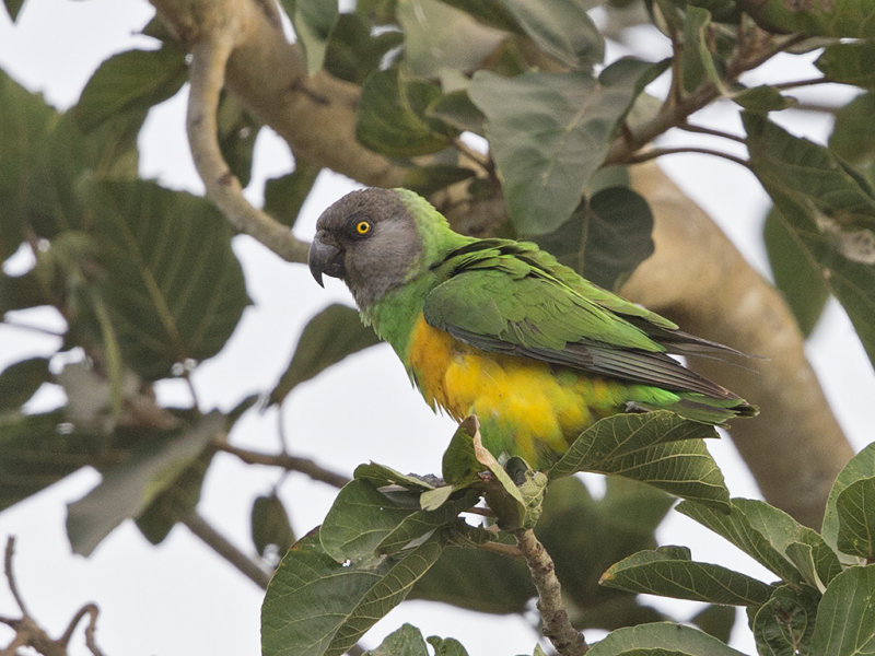 Senegal Parrot     Gambia