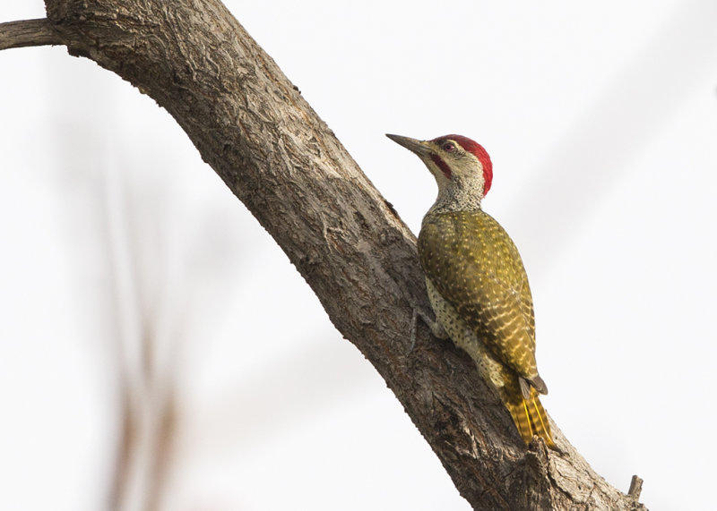 Fine Spotted Woodpecker  Gambia