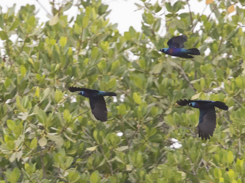 Splendid Glossy Starling       Kartong,Gambia