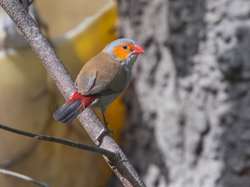 Waxbill,Orange-cheeked 