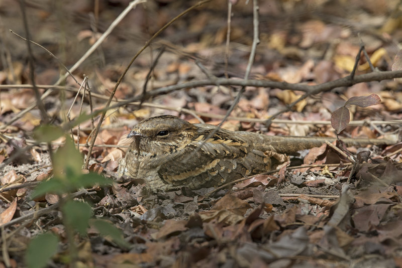 Long-tailed Nightjar   Gambia