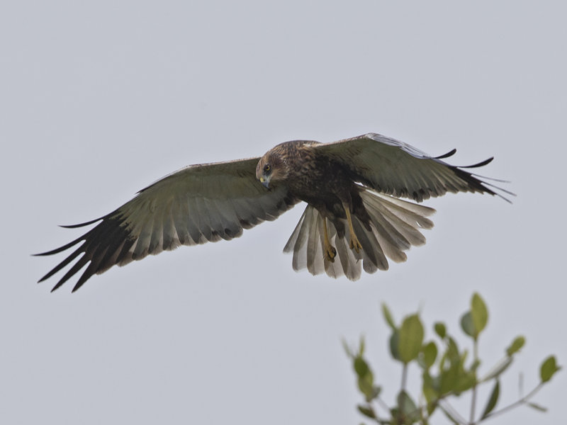 Marsh Harrier    Kartong,Gambia