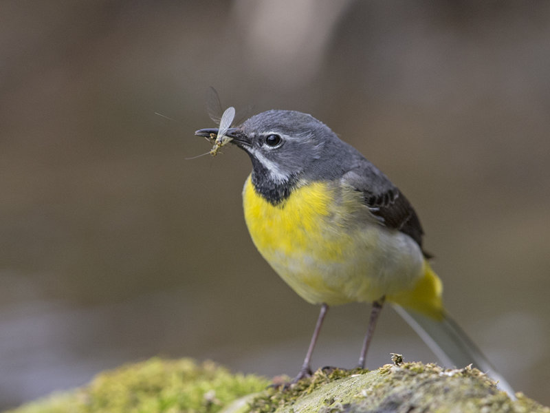 Grey Wagtail North Wales