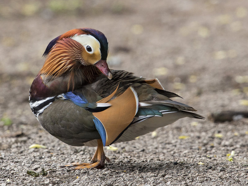 Duck,Mandarin 