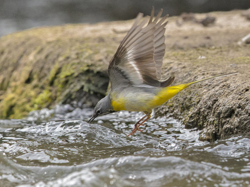 Grey Wagtail North Wales