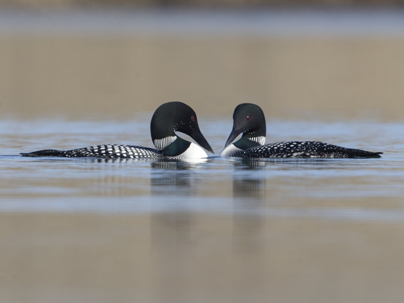 Great Northern Diver        Iceland