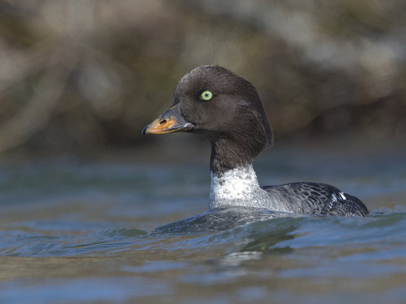 Barrow's Goldeneye          Iceland