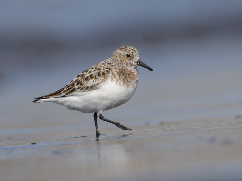 Sanderling     Iceland