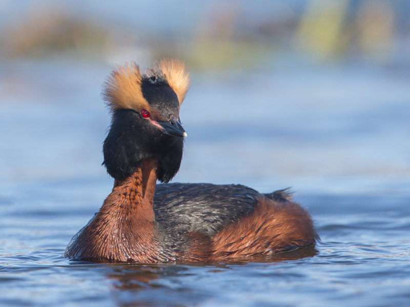 Slavonian Grebe     Iceland